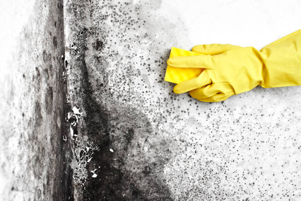 Best Black Mold Removal  in North Oaks, MN