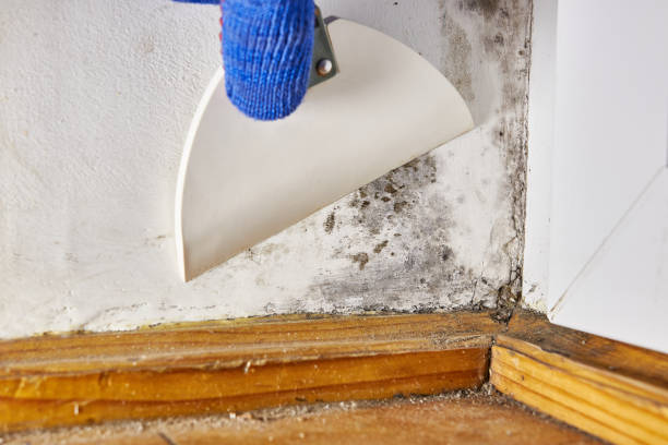 Best Post-Remediation Verification Testing  in North Oaks, MN